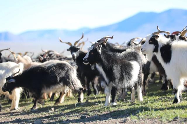 鄂尔多斯羊绒简介(深度鄂尔多斯40年)(3)
