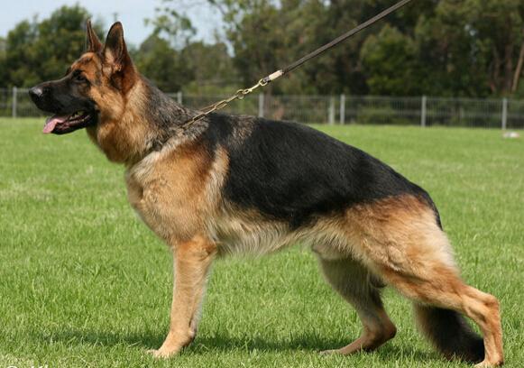 德国牧羊犬有几种(犬种百科之德国牧羊犬)(5)