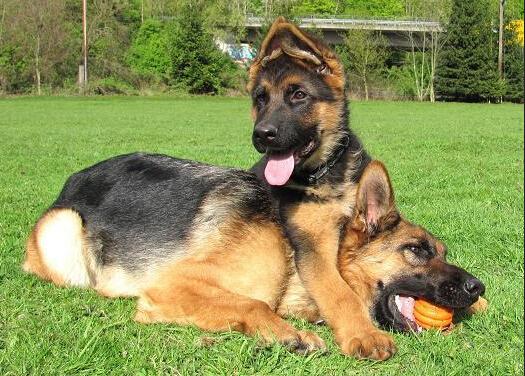 德国牧羊犬有几种(犬种百科之德国牧羊犬)(2)