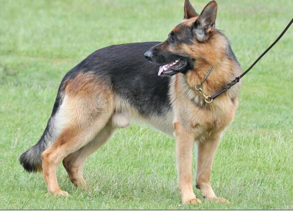 德国牧羊犬有几种(犬种百科之德国牧羊犬)(7)