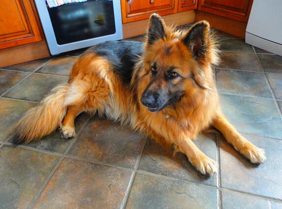 德国牧羊犬有几种(犬种百科之德国牧羊犬)(6)