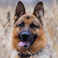 德国牧羊犬有几种(犬种百科之德国牧羊犬)(1)