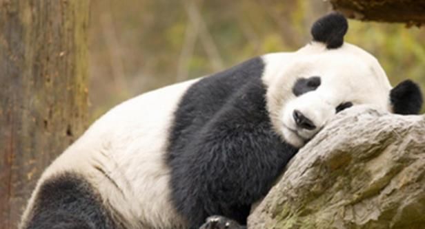 熊猫的生活习性,熊猫的生活习性是什么?图4