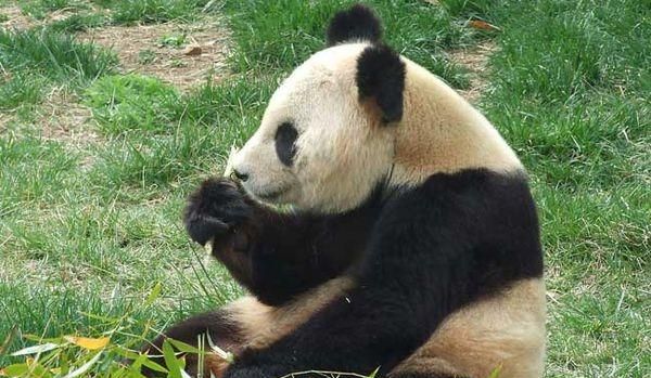 熊猫的生活习性,熊猫的生活习性是什么?图1