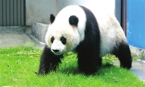 熊猫的生活习性,熊猫的生活习性是什么?图3