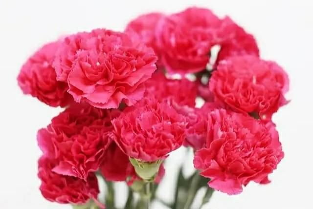 母亲节快乐祝福语,母亲节到了,您将为母亲送去怎样的一句祝福语?图6