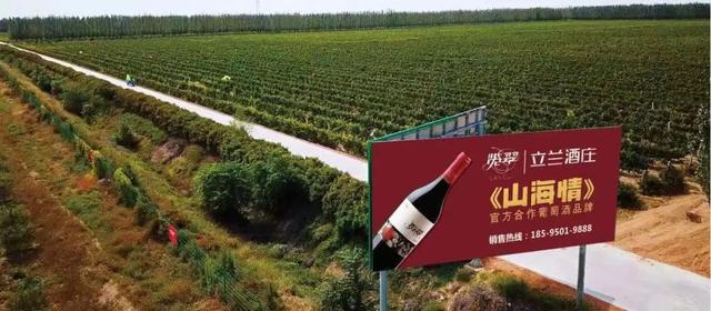 闽宁村由昔日的干沙滩变为金沙滩（走进闽宁镇打卡山海情）(19)