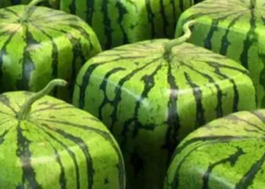 西瓜的介绍50字,西瓜的描写,怎样描写西瓜图1