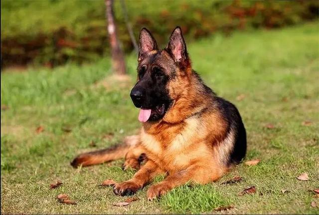 能作为工作犬的狗有哪些（盘点最常见的7大工作犬）(7)