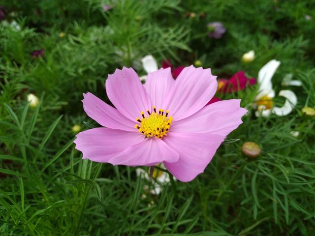 华为畅享max最新官网（华为畅享MAX上手体验）(18)