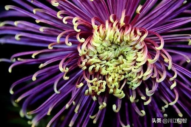 从正月到十二月开的花（一月至十二月的生辰花）(9)