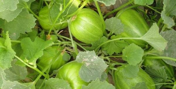 来例假可以吃甜瓜,来例假可以吃西瓜和甜瓜吗图3