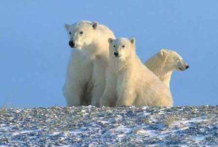 雄性北极熊冬眠,北极熊为什么不冬眠图2