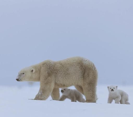 北极熊要冬眠不