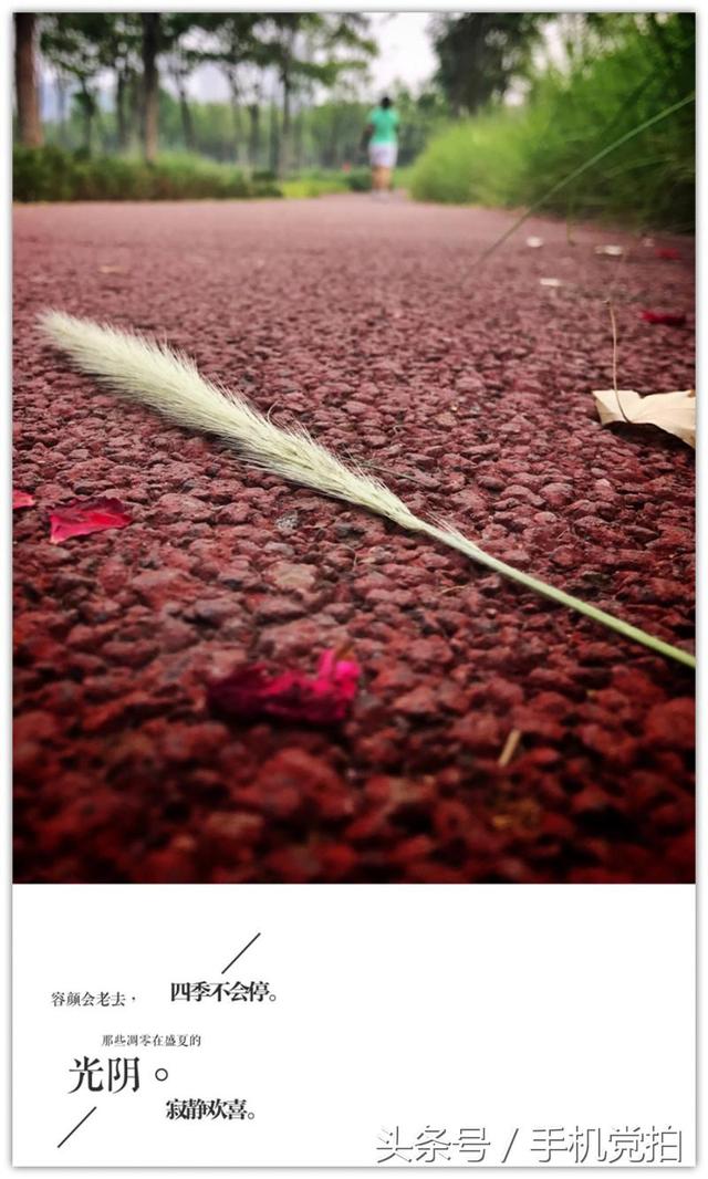 三种代表爱情的花（16种暗藏心意的花）(17)