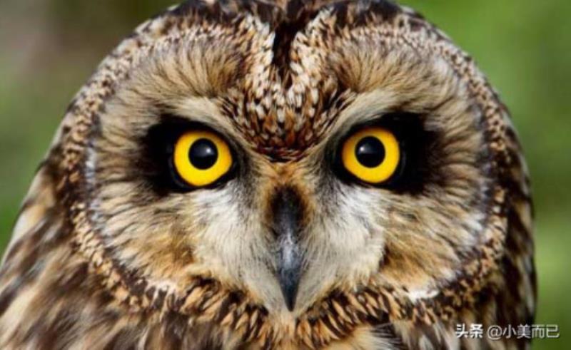 pdp性格测试免费版(超准的PDP性格分析)(9)