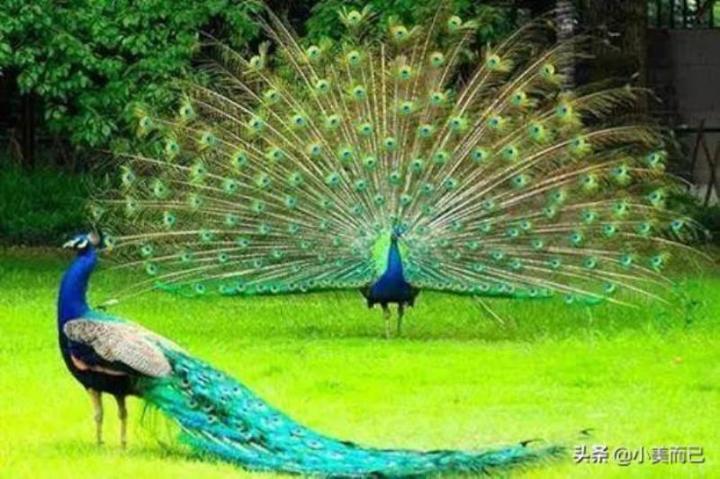 pdp性格测试免费版(超准的PDP性格分析)(7)