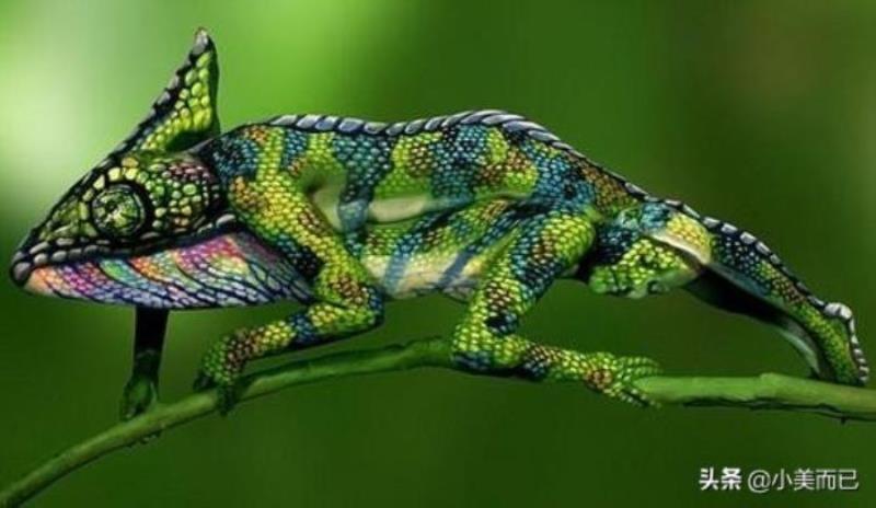 pdp性格测试免费版(超准的PDP性格分析)(10)