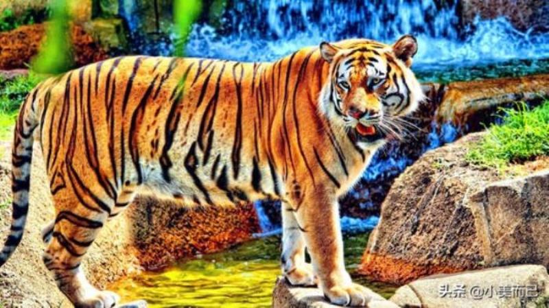 pdp性格测试免费版(超准的PDP性格分析)(6)