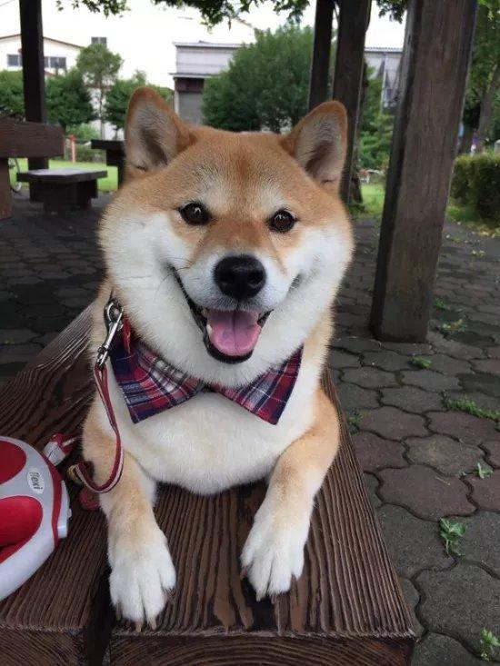 最萌最可爱的宠物十大排名（十大最萌宠物排行榜）(19)