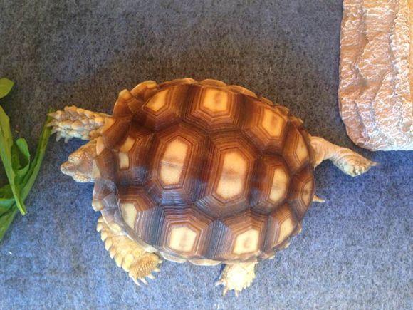 最萌最可爱的宠物十大排名（十大最萌宠物排行榜）(9)