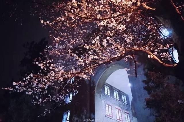 今年武大樱花开放时间（今晚8点武大可以预约赏樱了）(7)