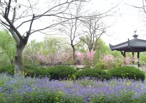 今年武大樱花开放时间（今晚8点武大可以预约赏樱了）(15)