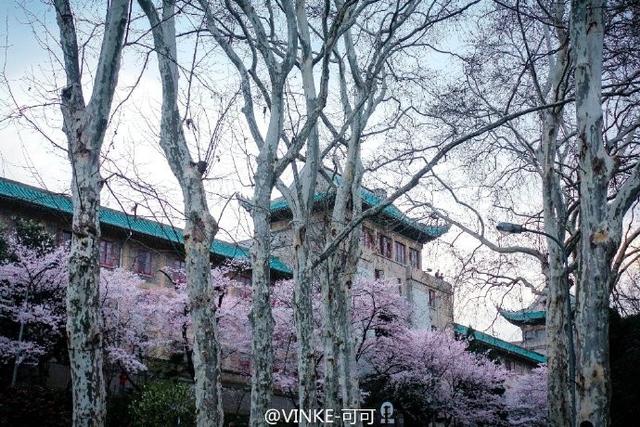 今年武大樱花开放时间（今晚8点武大可以预约赏樱了）(9)