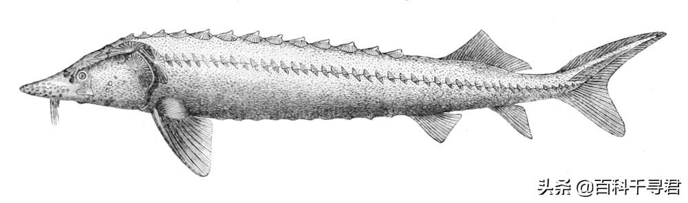 达氏鳇鱼是国家保护动物吗（现实中的欧鳇不仅寿命极长）(6)