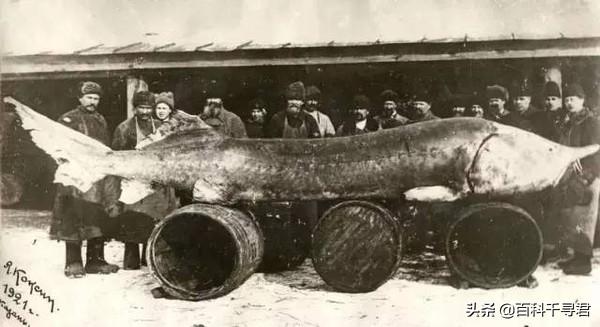 达氏鳇鱼是国家保护动物吗（现实中的欧鳇不仅寿命极长）(11)