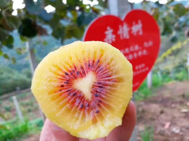 黄心猕猴桃的营养价值更高（红阳红心猕猴桃）(1)