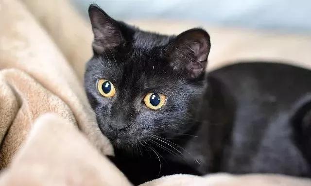 排行榜最好看的8种猫田园猫上榜了（中华田园猫分多个品种）(3)