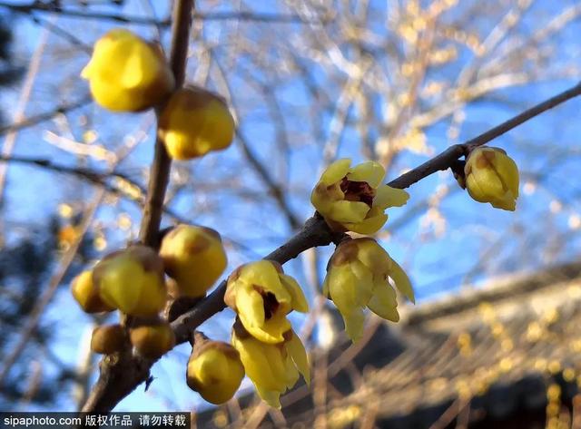 中式最美四合院（当江南风韵遇见北京传统四合院）(10)