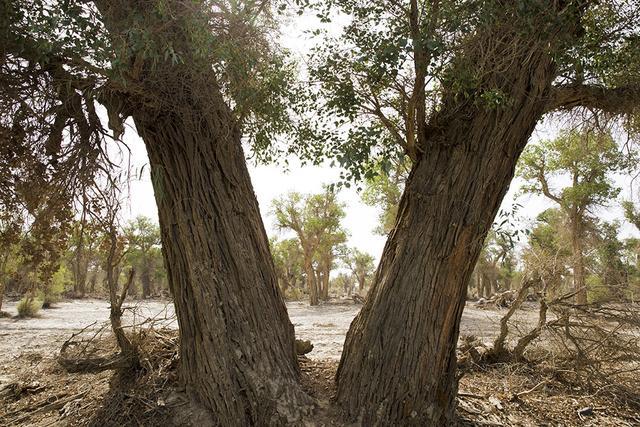 穿越塔克拉玛干沙漠哪条线最美（自驾2000余公里沙漠公路）(48)