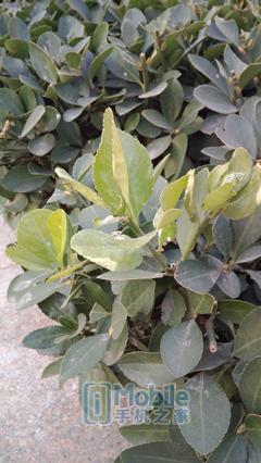 ivvi手机各款式（ivvi小骨Pro评测一款走心的千元机）(58)