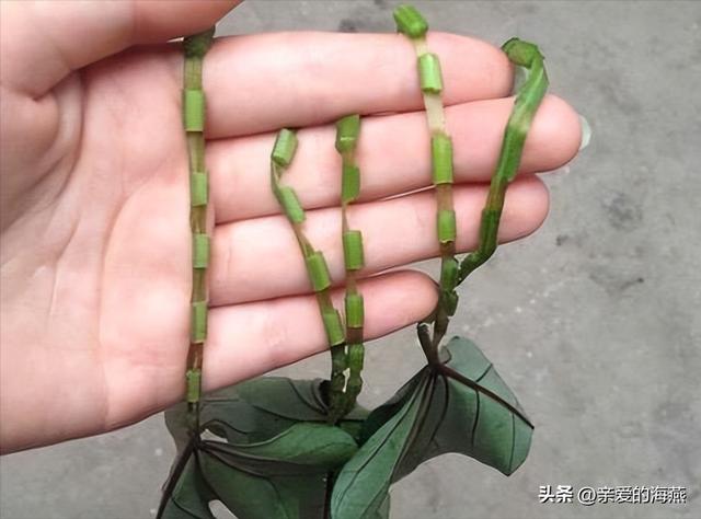 小时候玩过的玩具80后满满的回忆（49个怀旧童年玩具）(65)