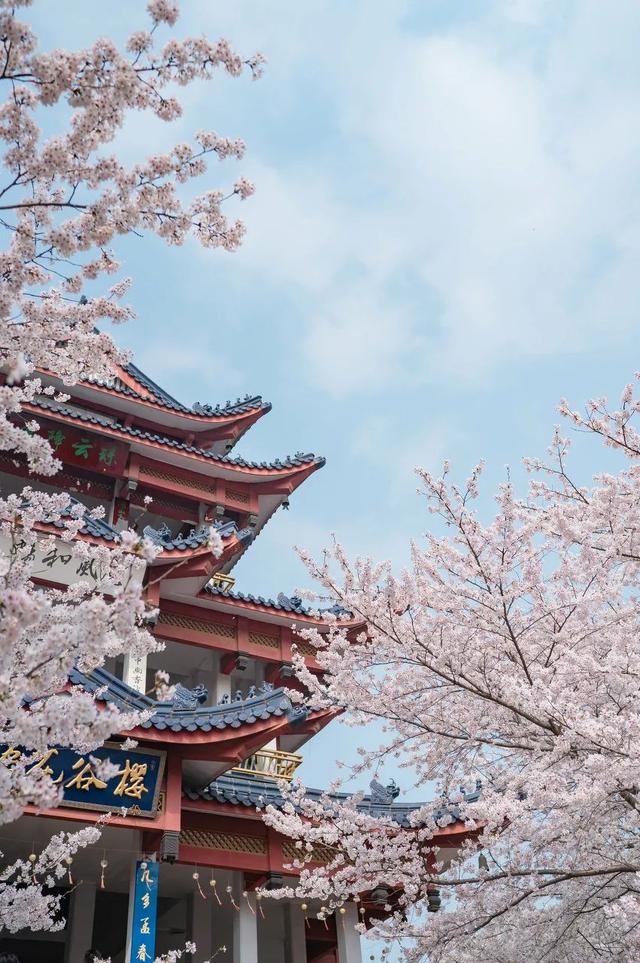 春天最适合旅行的地方（12个最适合踏春的旅行地）(8)