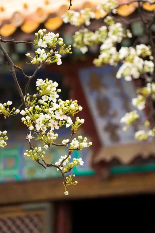 春天最适合旅行的地方（12个最适合踏春的旅行地）(13)