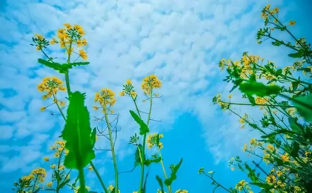 春天最适合旅行的地方（12个最适合踏春的旅行地）(1)