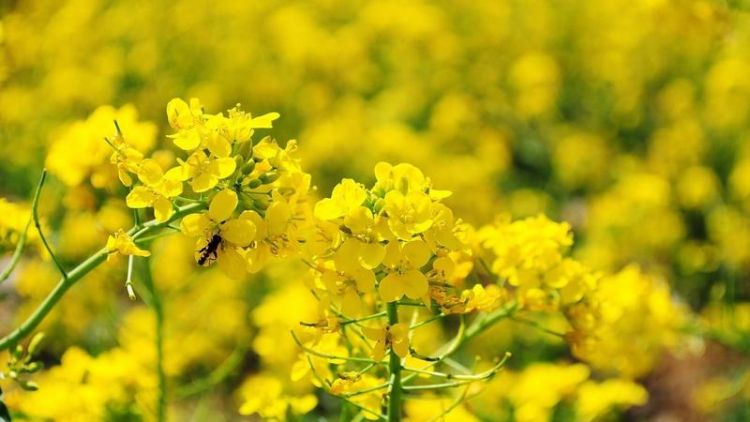 油菜花开的句子唯美