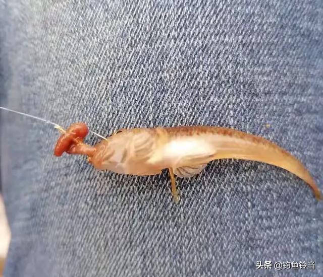 最具观赏性的水虎鱼（傻头傻脑身材短小）(4)