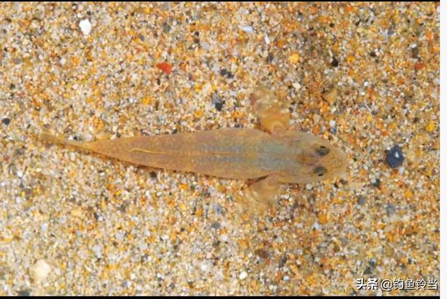 最具观赏性的水虎鱼（傻头傻脑身材短小）(2)