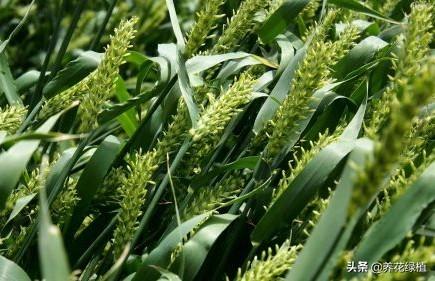 立夏降雨有什么说法（农谚立夏刮阵风）(2)