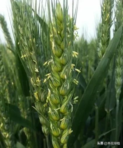 立夏降雨有什么说法（农谚立夏刮阵风）(3)