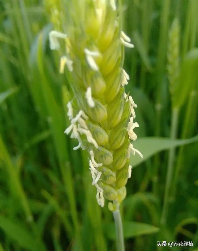 立夏降雨有什么说法（农谚立夏刮阵风）(4)