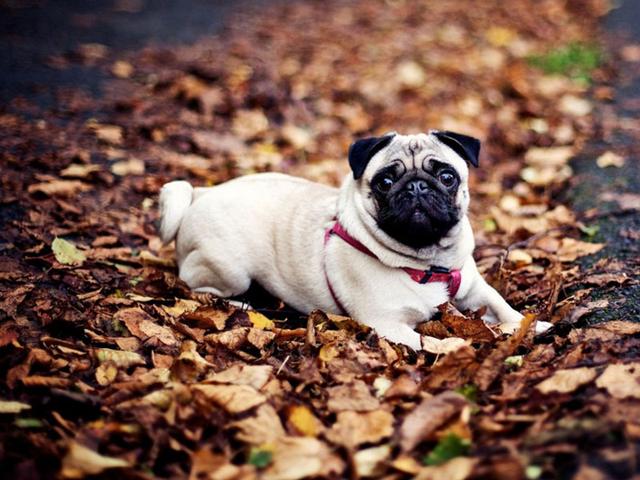 最常见的流浪狗(这几种小型犬一旦流浪)(2)