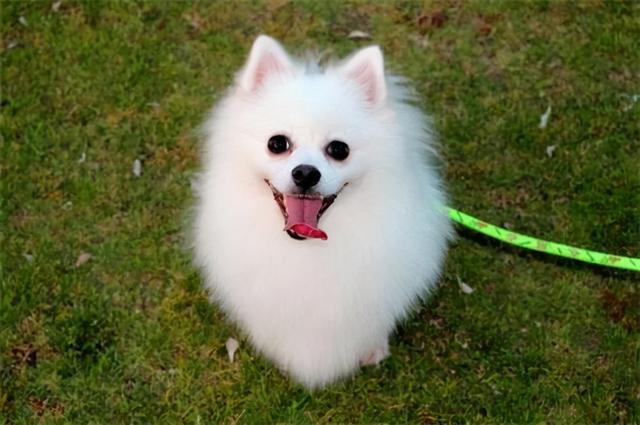 最常见的流浪狗(这几种小型犬一旦流浪)(6)