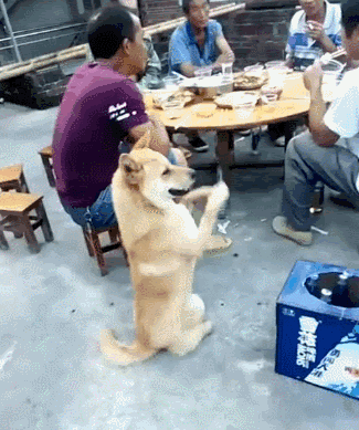 最常见的流浪狗(这几种小型犬一旦流浪)(1)