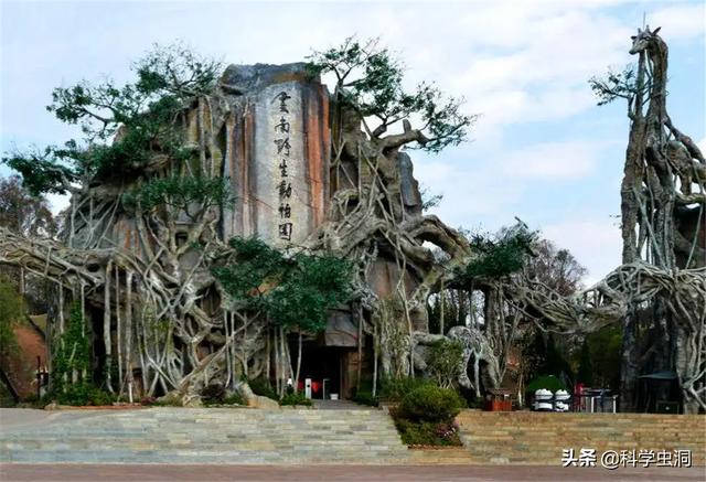 云南有黄金蟒吗（07年云南小伙捡到黄金蟒）(10)