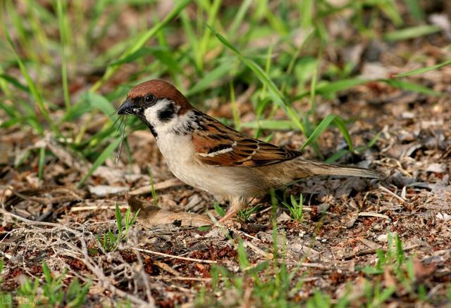 麻雀课文作者屠格涅夫（麻雀作者王希杰）(3)